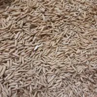 بذر فجر سرد پرمحصول  و امرالهی (تیم بینج)