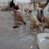 جوجه بومی