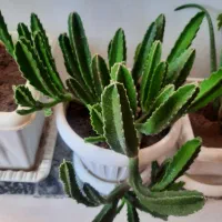 گل وگلدان شاداب