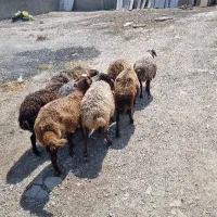 میش چاق قصر