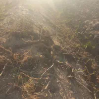 حرس کاری درخت انگور|خدمات باغبانی و درختکاری|میاندوآب, |دیوار