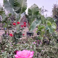 فروش بابا آدم.