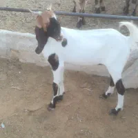 کهره کولار پاکستانی|حیوانات مزرعه|شیراز, ظفرآباد|دیوار