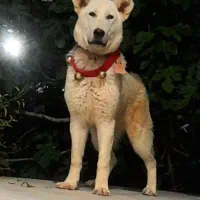 سگ افغان عتیقه جهرم