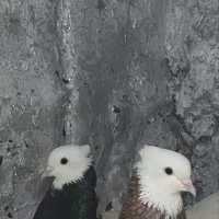 کفتر کبوتر
