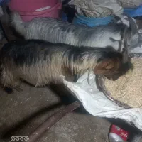 ۲عددتیشتر نر چاق اخلاقی دارم فروشی|حیوانات مزرعه|شوشتر, |دیوار