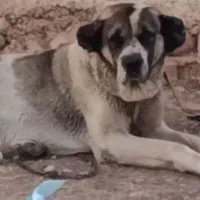 سگ سرابی