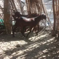 فروش‌دوراس‌کهره‌ماده‌‌نژاد‌دوقلوزا‌وسه‌‌قلوزا