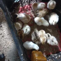 جوجه یک روزه یک هفته ای|حیوانات مزرعه|هامون, |دیوار