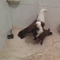 کربلایی|پرنده|بجنورد, |دیوار