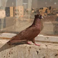 کبوتر سرخ .زرد دم سفید