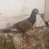 4عدد کفتر صید شهرستان آوردم مشهد