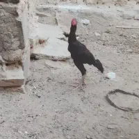 خروس سیاه