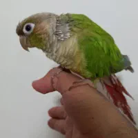 طوطی گیرینچیک ماده