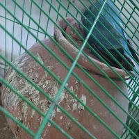 کوتوله برزیلی معاوضه با عروس هلندی|پرنده|سراوان, |دیوار