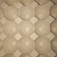 تعداد محدود شانه خالی تخم مرغ سالم بدون پارگی