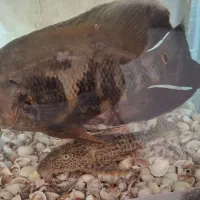 ماهی لجن خوار و اسکارت|ماهی|میاندوآب, |دیوار