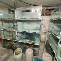 لوازم سالن ماهی زینتی|ماهی|سلماس, |دیوار