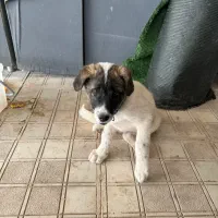 توله محلی سرابی ۳ماهه نر واگذاری رایگان