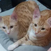 گربه نارنجی ۱۰ ماهه نر