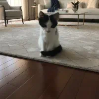 واگذاری فوری یک فرشته (دختر)