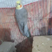 فروش فوری عروس هلندی سخنگو و 100درصدمولد