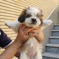 نر و ماده|سگ|سهند, |دیوار