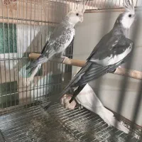 عروس آلبینو،وایت فیس،ایزابلا|پرنده|نظرآباد, نظرآباد|دیوار