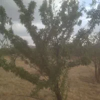 450متری گاراژ آهن شهرک صنوف