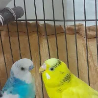 مرغ عشق|پرنده|ابریشم, |دیوار