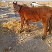 اسب مادیان سه ساله کرد ارام|اسب و تجهیزات اسب‌سواری|اردبیل, |دیوار