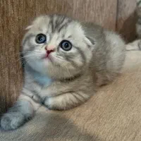 اسکاتیش بلو گلد|گربه|مشهد, هفت تیر (نه دره)|دیوار