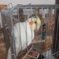 عروس هلندی|پرنده|اسلام‌شهر, شهرک سعیدیه|دیوار