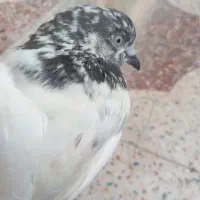 کبوتر شیخی