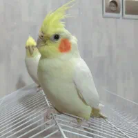 عروس ماده اماده جفتگیری|پرنده|پیر بکران, |دیوار