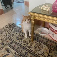 واگذاری ۴ گربه نژاد دش