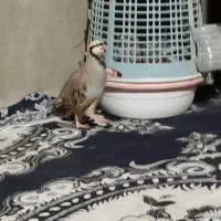 بلدرچین کردی|پرنده|سراوان, |دیوار