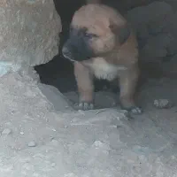 سگ سراب