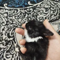 بچه خرگوش