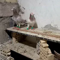 جفت کوهی|پرنده|حمیدیه, |دیوار