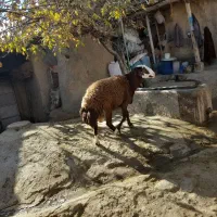 گوسفند مهربان نسل قدیم