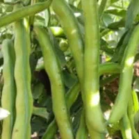 باقله|خدمات باغبانی و درختکاری|دهدشت, |دیوار