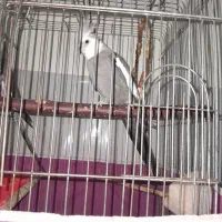 عروس هلندی نر|پرنده|الوند, |دیوار