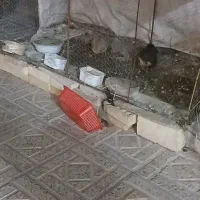 بلدرچین