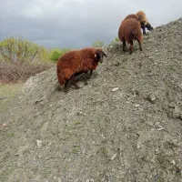 میش جوان هترو