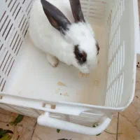 خرگوش خانگی