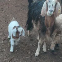 میش وبز|حیوانات مزرعه|بیرجند, |دیوار