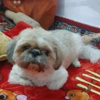 فروش سگ نژاد پیکنیزوشیتزودرپاکدشت|سگ|پاکدشت, پاکدشت (مامازند)|دیوار