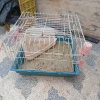 قفس بزرگ خرگوش|لوازم جانبی حیوانات|شیراز, کوشک میدان|دیوار