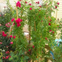 گل بیرونی واپارتمانی  رز و رونده   ۱۰۰ نو گل موجود